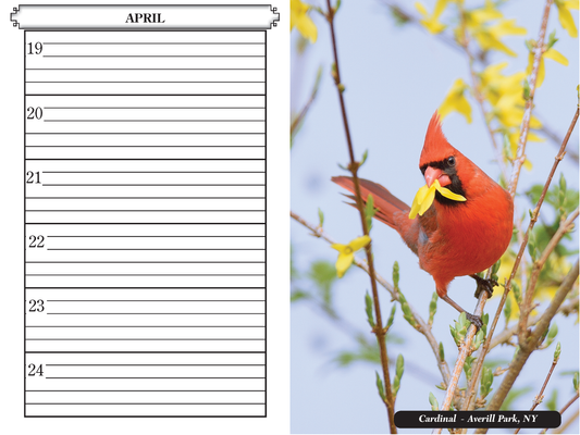 Book of Days - Birds in Focus