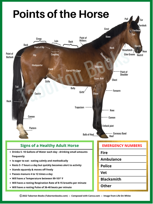 Points of the Horse Poster-  Portrait Format (Bulk/Wholesale)