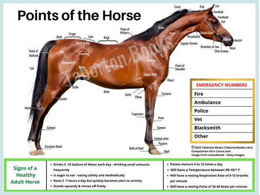 Points of the Horse Poster-  Landscape Format (Bulk/Wholesale)