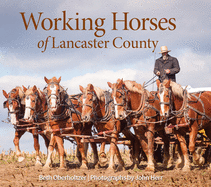 Working Horses Of Lancaster Co.