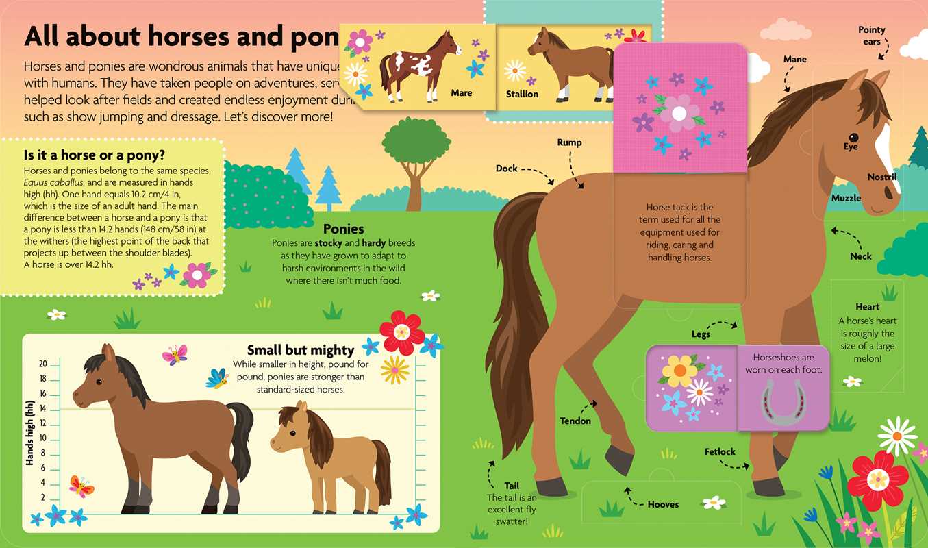 All About Horses & Ponies: Lift-The-Flap Book