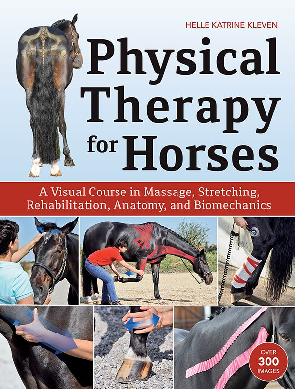 Physical Therapy For Horses