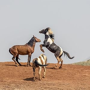 The Wild Horse Effect: Awe, Well-Being, and the Transformative Power of Nature