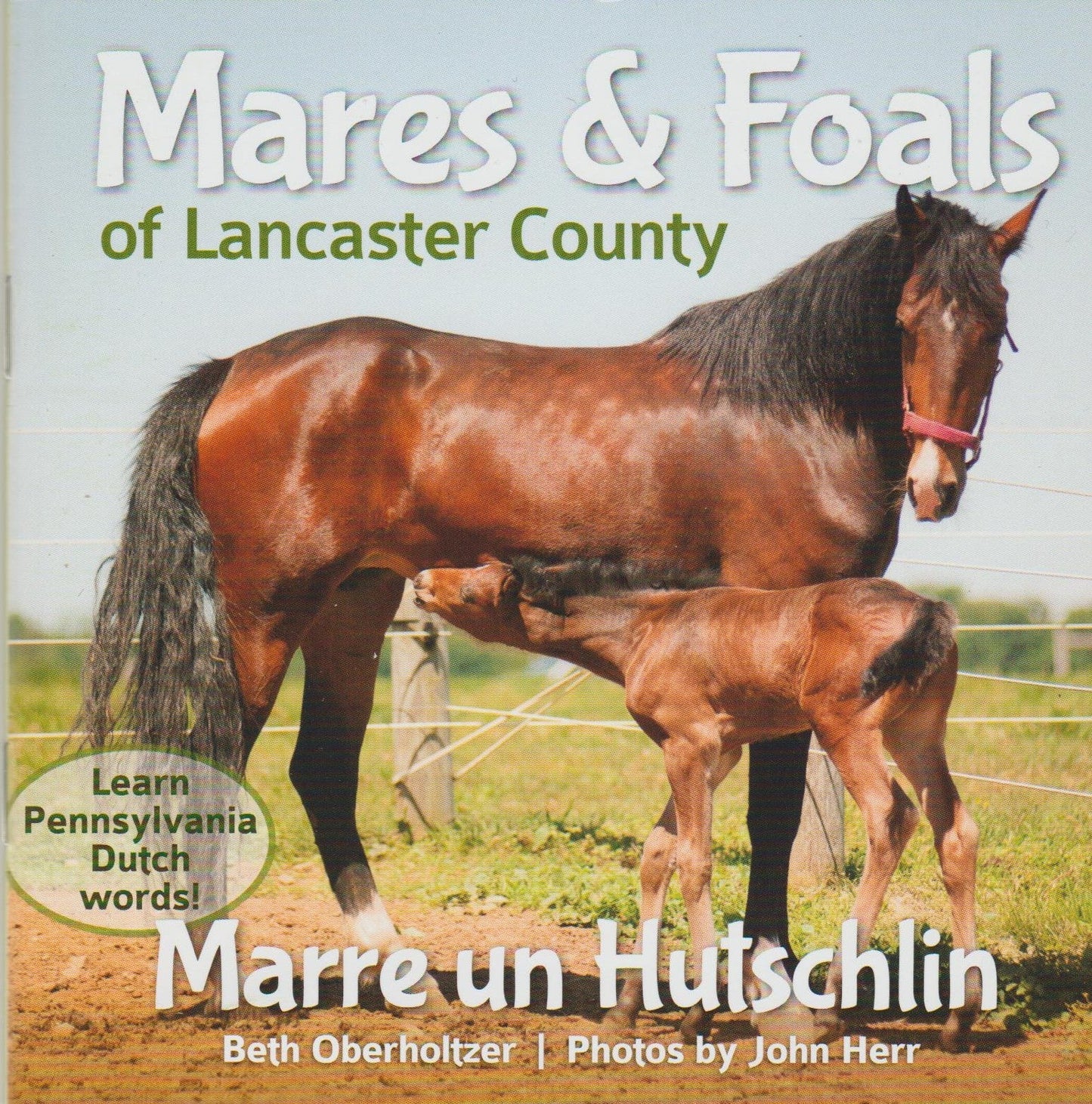 Mares And Foals Of Lancaster County